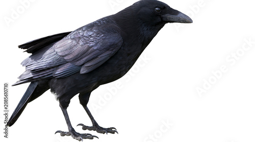 Photos Black crow bird with detailed feathers and sharp beak