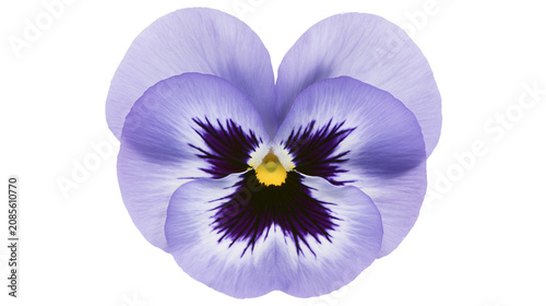 Obraz na plátně Purple pansy flower with dark center and yellow stamen