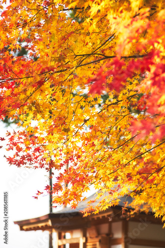 Enkoji temple (Enkou-ji) in autumn, Kyoto, Japan.