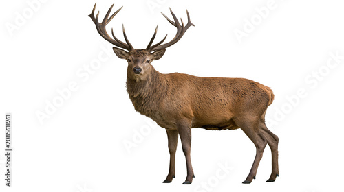 Quadro su tela Majestic red deer stag with large antlers standing