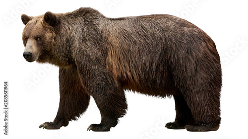 Fényképezés Brown grizzly bear standing profile view
