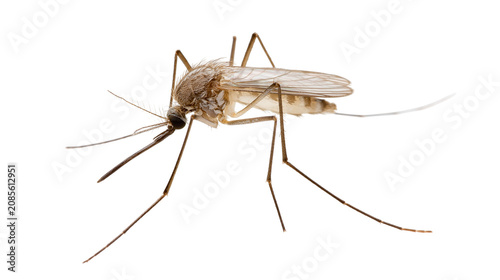 Photos Mosquito insect with long legs and proboscis