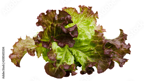 Tableau sur toile Red leaf lettuce with water droplets