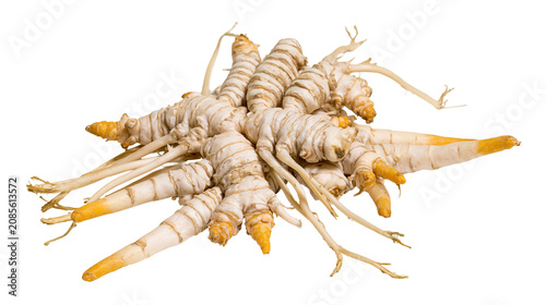 Photos Fresh white turmeric rhizomes with thin roots
