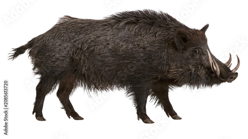 Fotografía Wild boar with large tusks and shaggy dark fur
