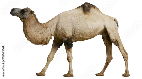 Fotografie Dromedary camel with one hump tan fur, and dark markings