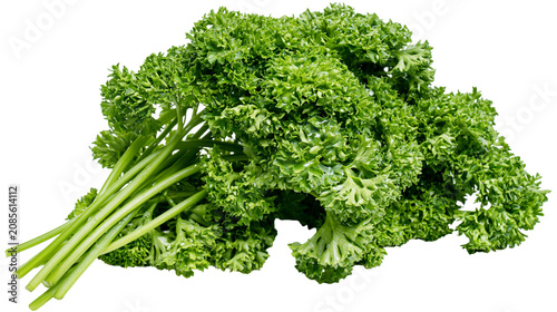 Obraz na plátně Bunch of fresh curly parsley herb with green stems