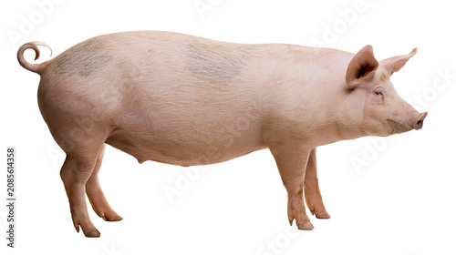 Konstfotografi Pink pig with dark spots on back and curly tail