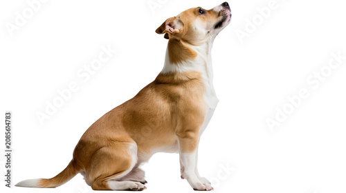 Fotografie Medium-sized tan and white dog sitting and looking up