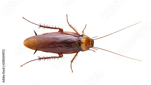 Canvas Print Brown cockroach insect with long antennae and legs