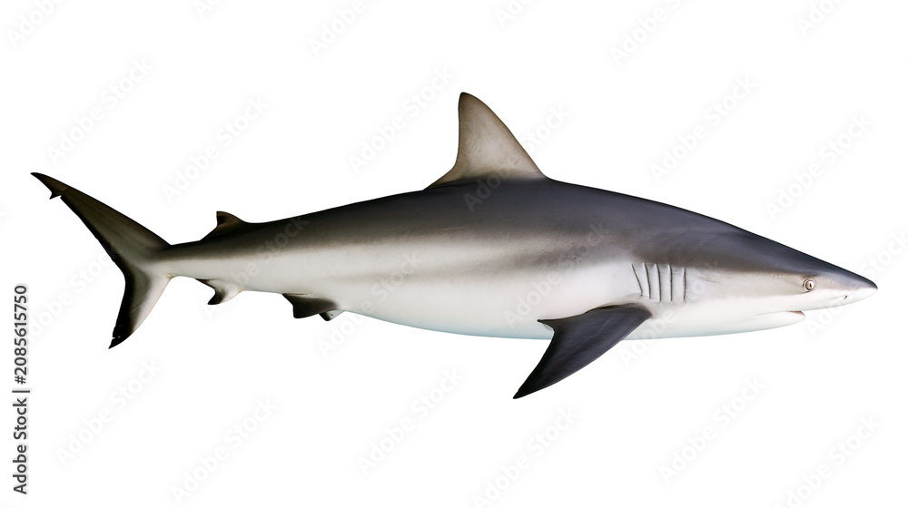 Fototapeta premium Gray reef shark swimming side view, white