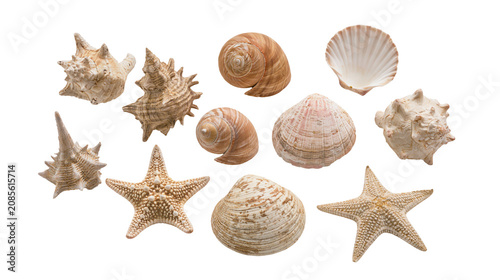 Bild auf Leinwand Collection of assorted seashells and starfish