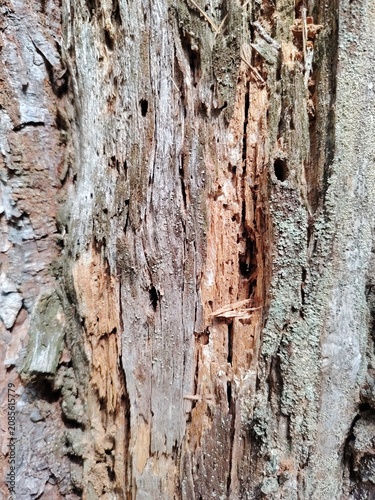 Fotografía Close-up texture of decaying rotten tree bark with holes from wood-boring insect
