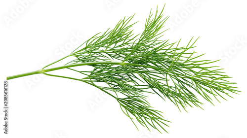 Fresh green dill herb sprigs