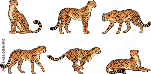 Vászonkép Wild cheetah hand drawn vector illustration set featuring predatory african big