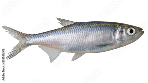 Slika na platnu Silver fish with scales and fins, side view