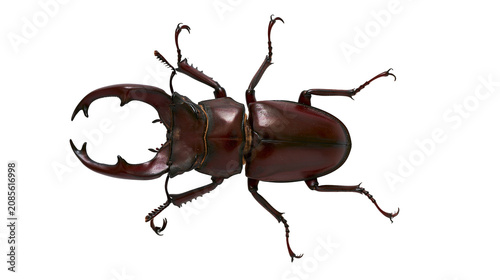 Quadro su tela Large brown stag beetle with prominent mandibles