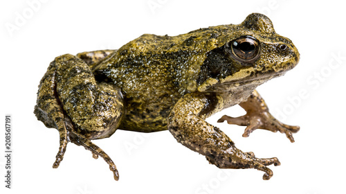 Cuadro en lienzo Green and brown speckled frog with bulging eyes