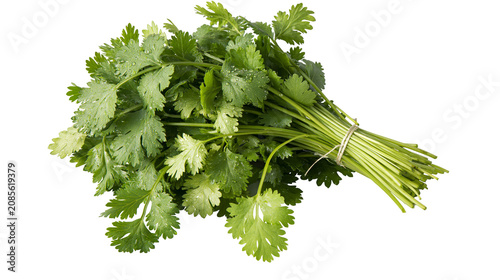 Obraz na płótnie Fresh cilantro bunch with water droplets tied with twine