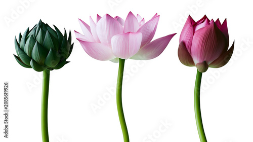 Foto Green artichoke bud and pink lotus flowers