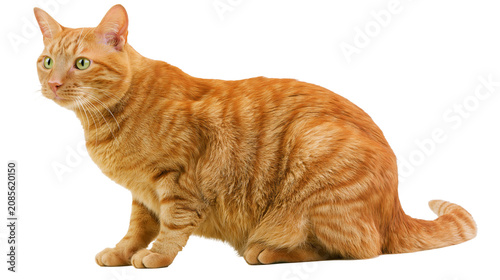 Εκτύπωση καμβά Orange tabby cat sitting with green eyes