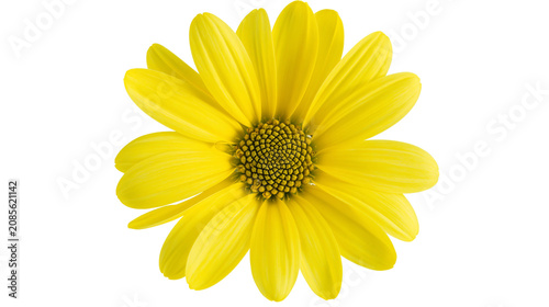 Bright yellow daisy flower with detailed center