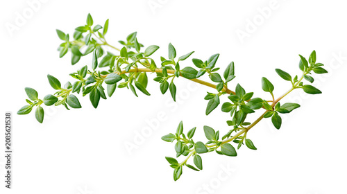 Fotografie Fresh green thyme herb sprigs with small leaves