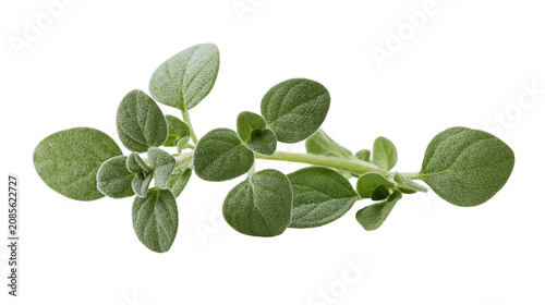Fresh green oregano herb sprig with small oval leaves