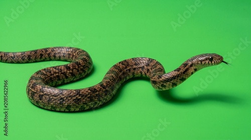 A coiled python snake with intricate scales on a vibrant green background, studio shot.