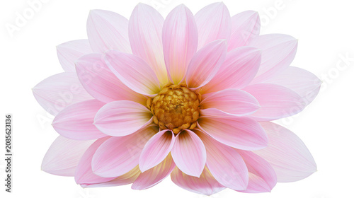 Pink Dahlia flower with yellow center
