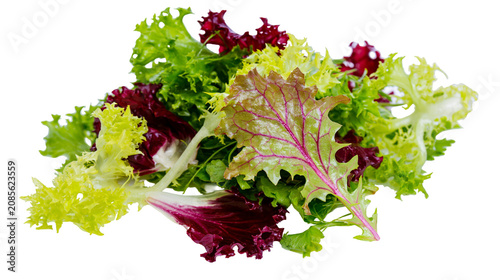 Принти на полотні Mixed green and red lettuce leaves salad