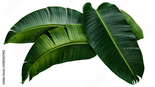 Tableau sur toile Group of large green banana leaves with prominent veins