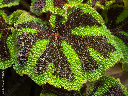 Foto Close-up of the highly textured, puckered foliage of an iron cross begonia, Bego