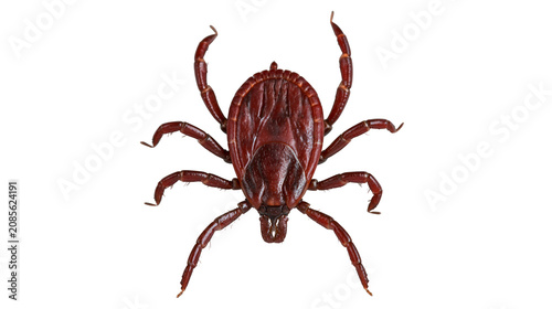 Photos Brown tick with eight legs and segmented body