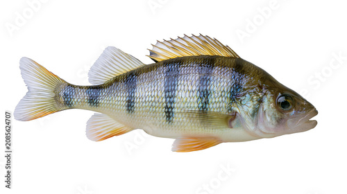 Slika na platnu European Perch Fish with Vertical Stripes and Orange Fins