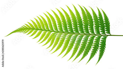 Fotografie Green fern frond with delicate serrated leaves