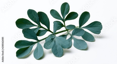 Fresh green leaves and herb foliage isolated on white background close-up botanical plant branch with spring freshness and natural spice ingredients