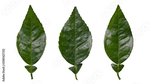 Foto Three green citrus leaves with serrated edges