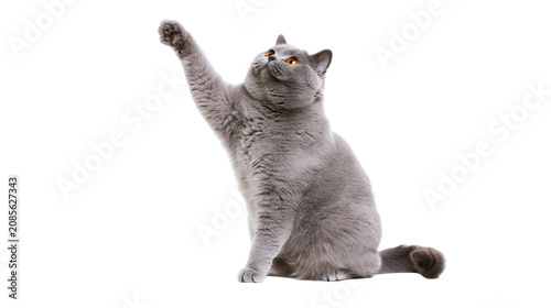 British Shorthair cat with grey fur raising paw