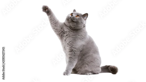 Fototapeta na wymiar British Shorthair cat with grey fur raising paw