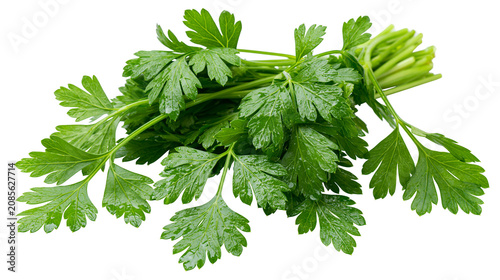 Billede på lærred Fresh bunch of curly parsley with water droplets