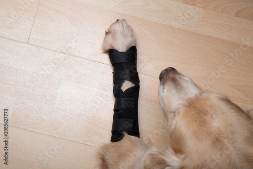 Photos Knee pad for dogs. Foot bondage. Limb injury in dogs.