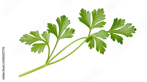 Photos Fresh green parsley sprig with serrated leaves