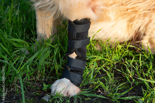 фотографія Knee pad for dogs. Foot bondage. Limb injury in dogs.