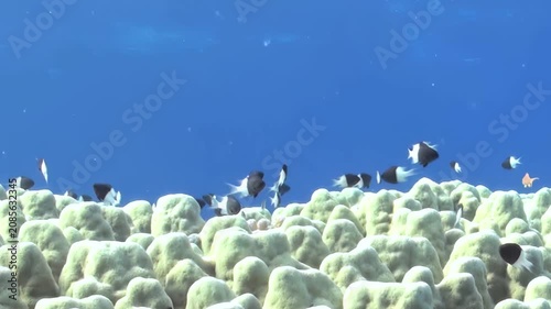 Schools of black and white fish flit playfully among vibrant coral formations. This sun-drenched oceanic habitat teems with active marine life, creating a tranquil display during daytime.