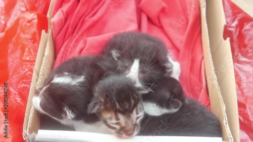 A group of newborn kittens in a cardboard box lined with red cloth