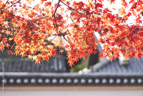Autumn leaves in Nara public park, Nara, Japan.