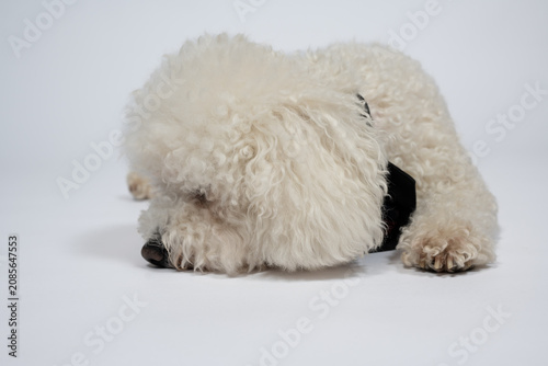 A stylish white Bichon Frise dog with a festive bow tie photographed against a white background looks sadly at the photographer.