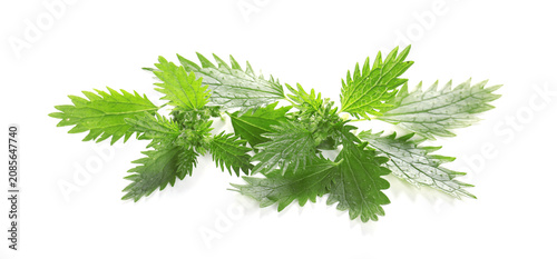 Photos Green stinging nettle plants isolated on white