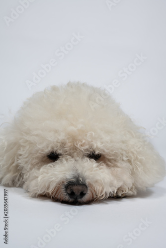 A stylish white Bichon Frise dog with a festive bow tie photographed against a white background looks sadly at the photographer.